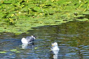 Zilvermeeuw op heligoland foto