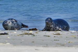 grijze zeehond op het strand van heligoland - eilandduin foto