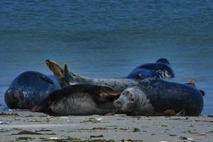 grijze zeehond op het strand van heligoland - eilandduin foto