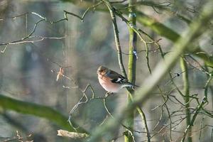 enkele vink aan een boom in de winter foto