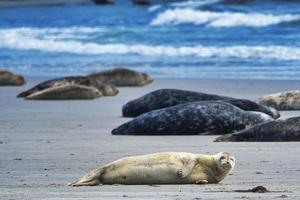 grijze zeehond op heligoland foto