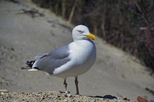 Zilvermeeuw op heligoland foto