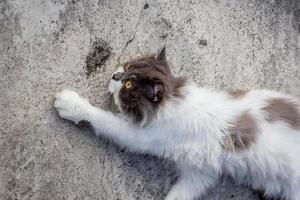 Perzisch kat zittend Aan beton verdieping en kijken Rechtdoor. foto