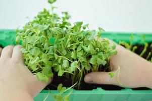 kinderen Holding in handen microgroenten. gezond superfood aan het eten concept. foto