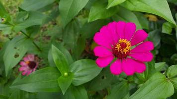 dichtbij omhoog, mooi roze bloemen tussen de groen bladeren 03 foto