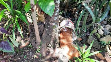 oranje kat slapen onder de boom met zijn hoofd in de verf kan 05 foto