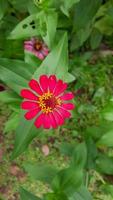 top hoek, prachtig bloeiend roze bloemen tegen een groen achtergrond 05 foto