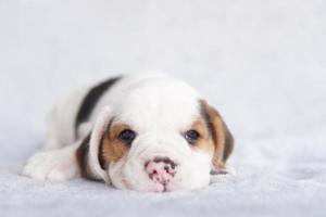 schattig brak puppy leeftijd een maand zittend en op zoek naar voren. afbeelding hebben kopiëren ruimte voor advertentie of tekst. foto