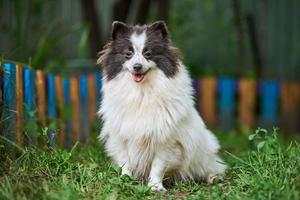 Pommeren spitz hond in de tuin foto