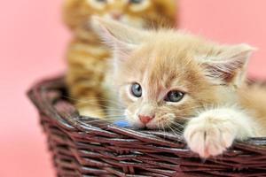 maine coon kittens in mand, rood en crème foto