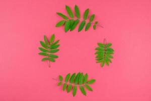 groen lijsterbes boom bladeren Aan helder roze achtergrond foto