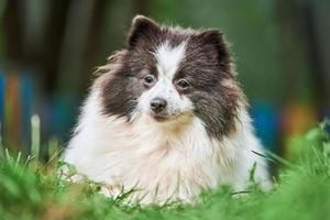 Pommeren spitz hond in de tuin foto