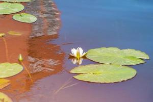 waterleliebloem in rivier. nationaal symbool van bangladesh. mooie witte lotus met geel stuifmeel. foto