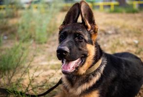 portret van een puppy van de Duitse herder. foto