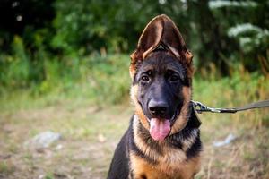 portret van een puppy van de Duitse herder. foto