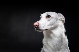 portret van een wit hond, Aan een geïsoleerd zwart achtergrond. foto