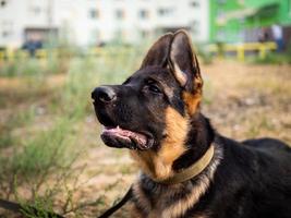 portret van een puppy van de Duitse herder. foto