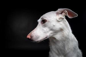 portret van een wit hond, Aan een geïsoleerd zwart achtergrond. foto