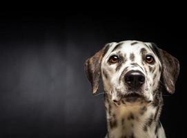 portret van een dalmatiër hond, Aan een geïsoleerd zwart achtergrond. foto