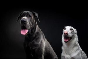 portret van een Duitse dog en een witte hond op een afgelegen zwarte achtergrond. foto