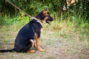 portret van een puppy van de Duitse herder. foto