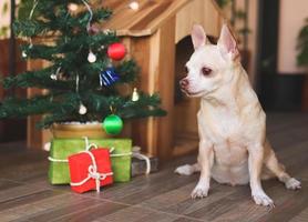 kort haar- chihuahua hond zittend in voorkant van houten honden huis met Kerstmis boom en geschenk dozen, op zoek weg. foto