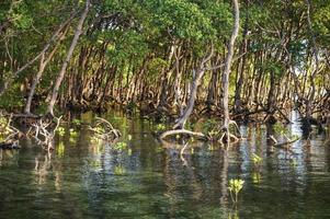 mangrove bomen in mangrove bossen met takje wortels toenemen in water. foto