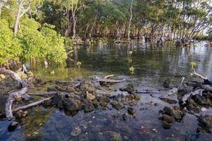 mangrove bomen in mangrove bossen met takje wortels toenemen in water. foto