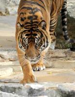 stalken tijger is stalken met een woest moordenaar kijken net zo hij jaagt voor prooi. foto