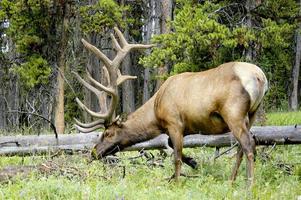 stier elanden begrazing in een weide gelegen in de Woud van yellowstone nationaal park. foto