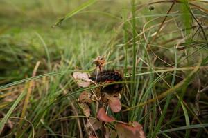 zwart rups- Aan een blad Bij hoog gras. foto