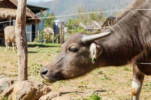 dichtbij omhoog portret van buffel Aan lokaal zuivel boerderij in bergen in noorden een deel van Laos. foto