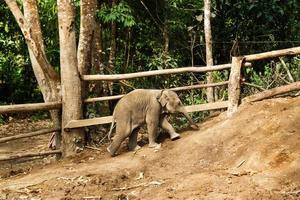 twee maanden oud baby olifant gaan omhoog de heuvel. Chiang mai provincie, Thailand. foto