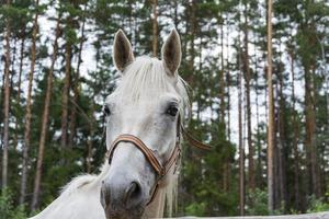 een mooi wit paard hoofd, een charmant huisdier. voor levensstijl ontwerp, zorg en communicatie met huisdieren foto