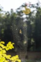 spin web en spin Aan een zonnig zomer dag Aan een groen achtergrond foto