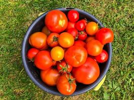tomaten liggen in een blauw emmer Aan een achtergrond van gras. groenten zijn verzameld van kassen en tuin bedden. oogsten in herfst. creëren naden. gezond tussendoortje. pasta voor pizza. ketchup foto