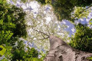 groot boom met wolken en zonlicht in de lucht, visie van de bodem omhoog foto