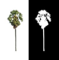 suiker palm geïsoleerd Aan wit achtergrond met knipsel pad en alpha kanaal foto