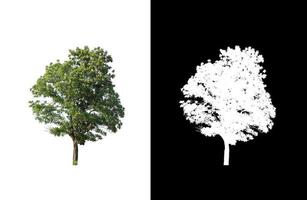 boom geïsoleerd Aan wit achtergrond met knipsel pad en alpha kanaal foto