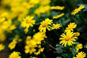 focus en wazig van gouden madeliefje struik bloem en achtergrond. foto