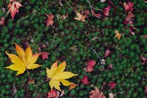 kleurrijk esdoorn- bladeren laten vallen Aan groen mos tuin achtergrond in herfst van Japan. foto