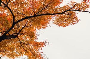 focus en wazig kleurrijk esdoorn- bladeren boom met wit achtergrond in herfst van Japan. foto