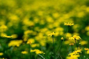 focus en wazig van gouden madeliefje struik bloem en achtergrond. foto