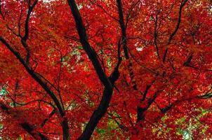 focus en wazig kleurrijk esdoorn- bladeren boom achtergrond in herfst van Japan. foto