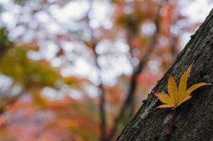 kleurrijk esdoorn- blad laten vallen Aan haar boom met wazig achtergrond in herfst van Japan. foto