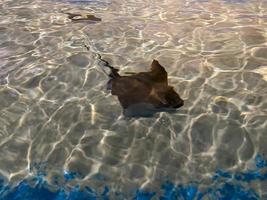 pijlstaartrog vis. aquarium tropisch vis Aan een koraal rif foto