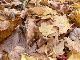 kleurrijk achtergrond van herfst bladeren foto