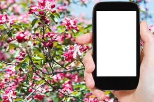 smartphone en rood bloesems Aan boom in voorjaar foto