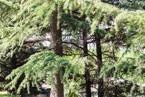 pijnboom bomen in stedelijk tuin in verona stad foto