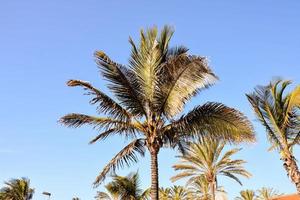 palmboom en lucht foto